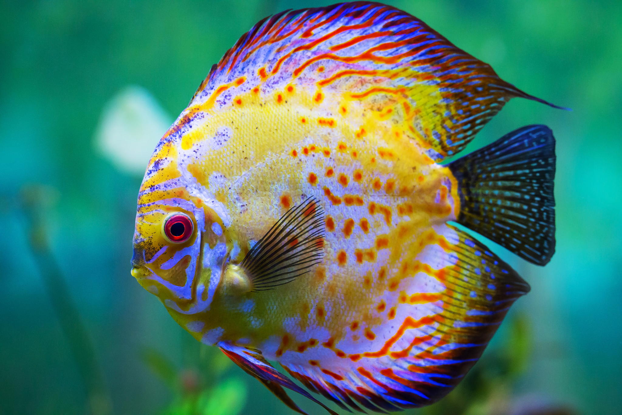 14-most-attractive-saltwater-fish-in-the-sea-wow-amazing